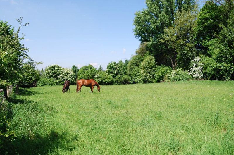 Riding school Gut Moschenhof Riding school Gut Moschenhof
