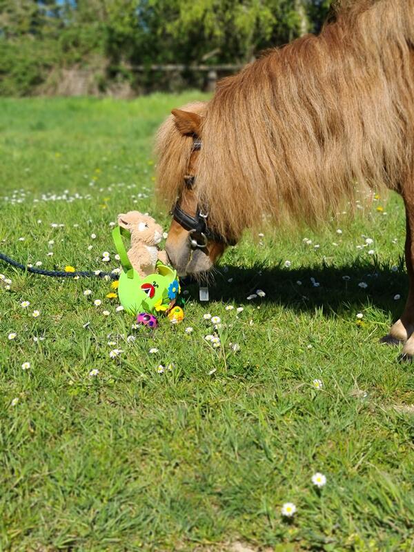 PONYCAMP OSTERN