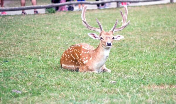 Wildpark Düsseldorf